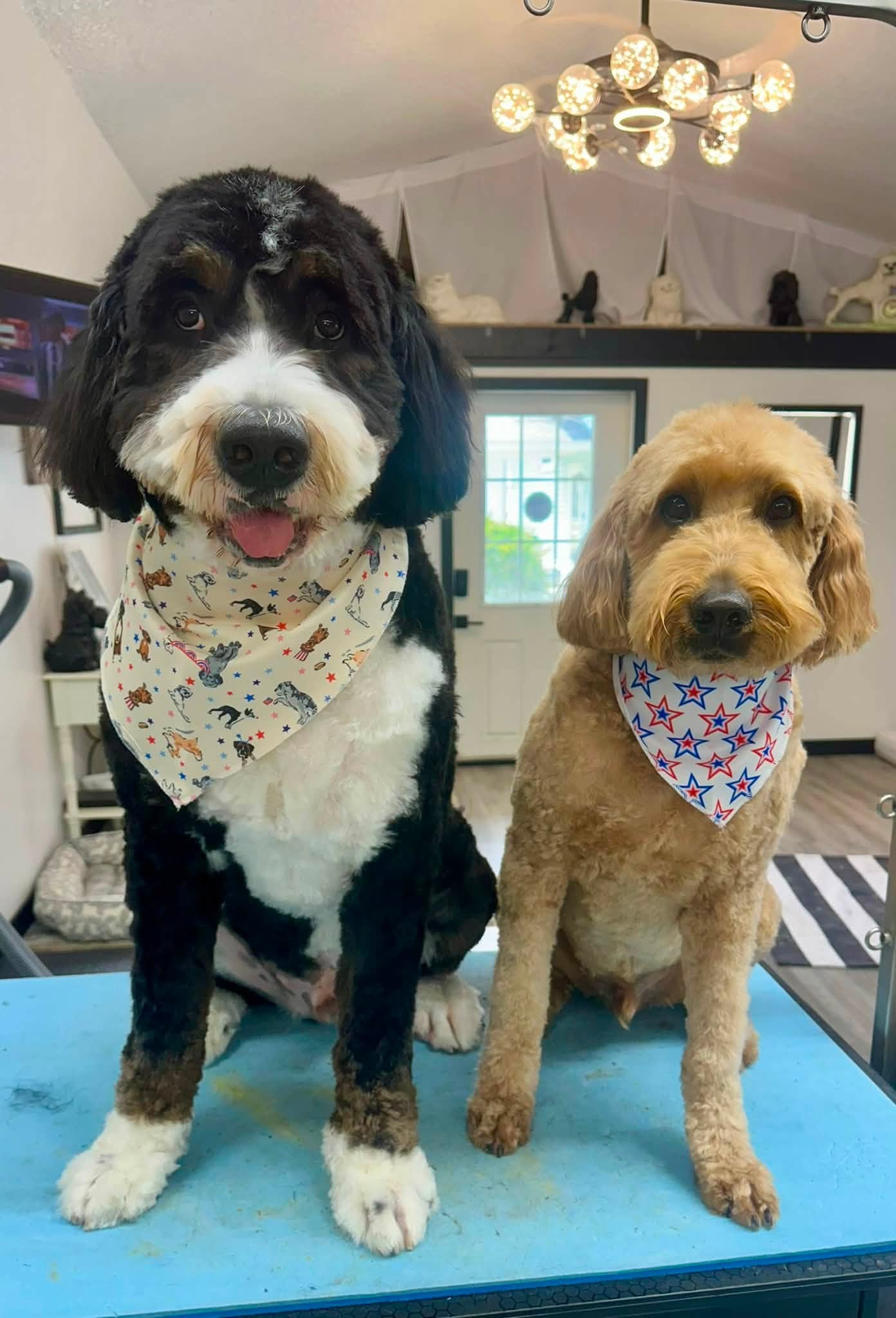 A bernedoodle and a goldendoodle wearing matching patriotic bandanas