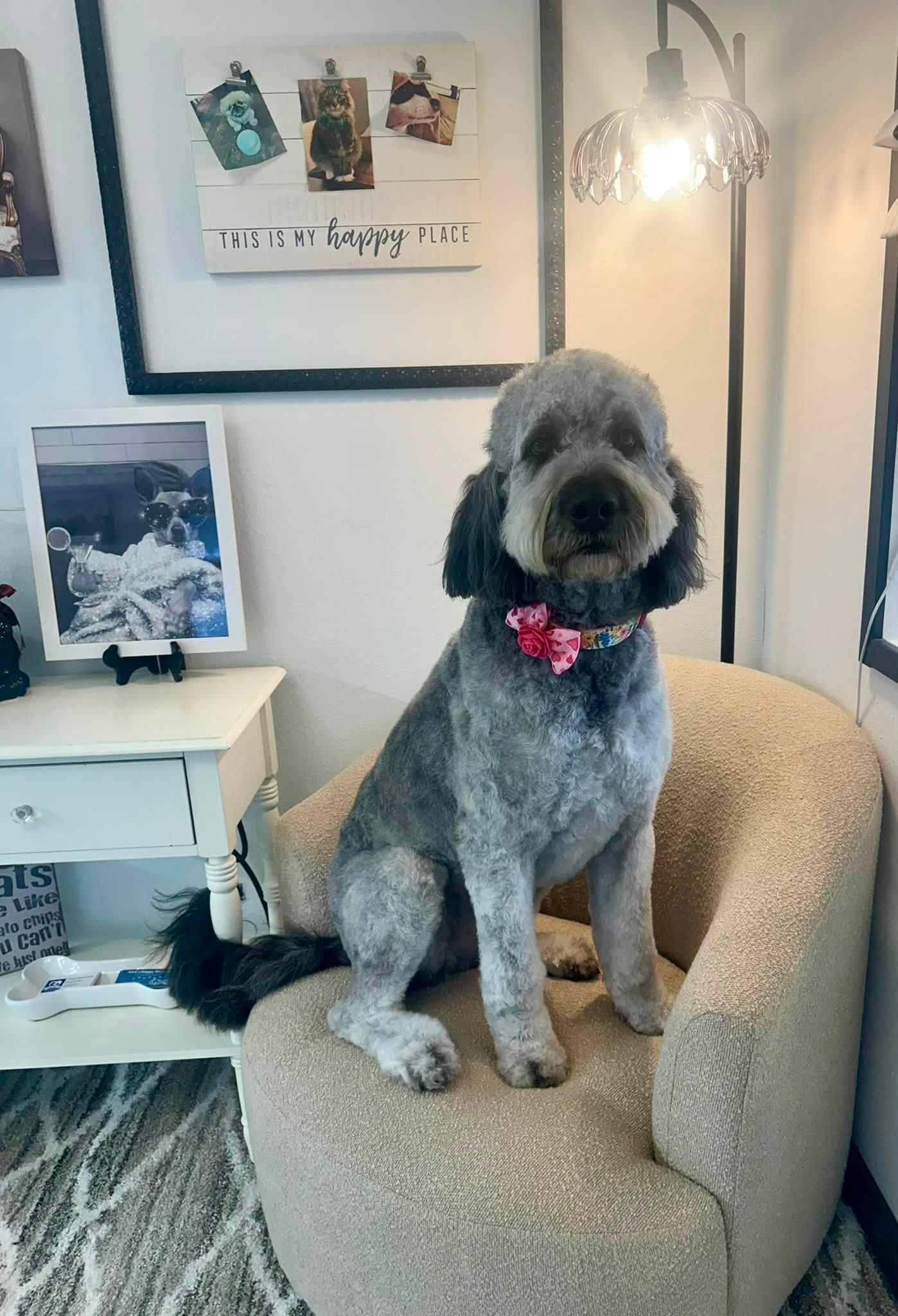 Freshly groomed merle doodle wearing a pink floral collar