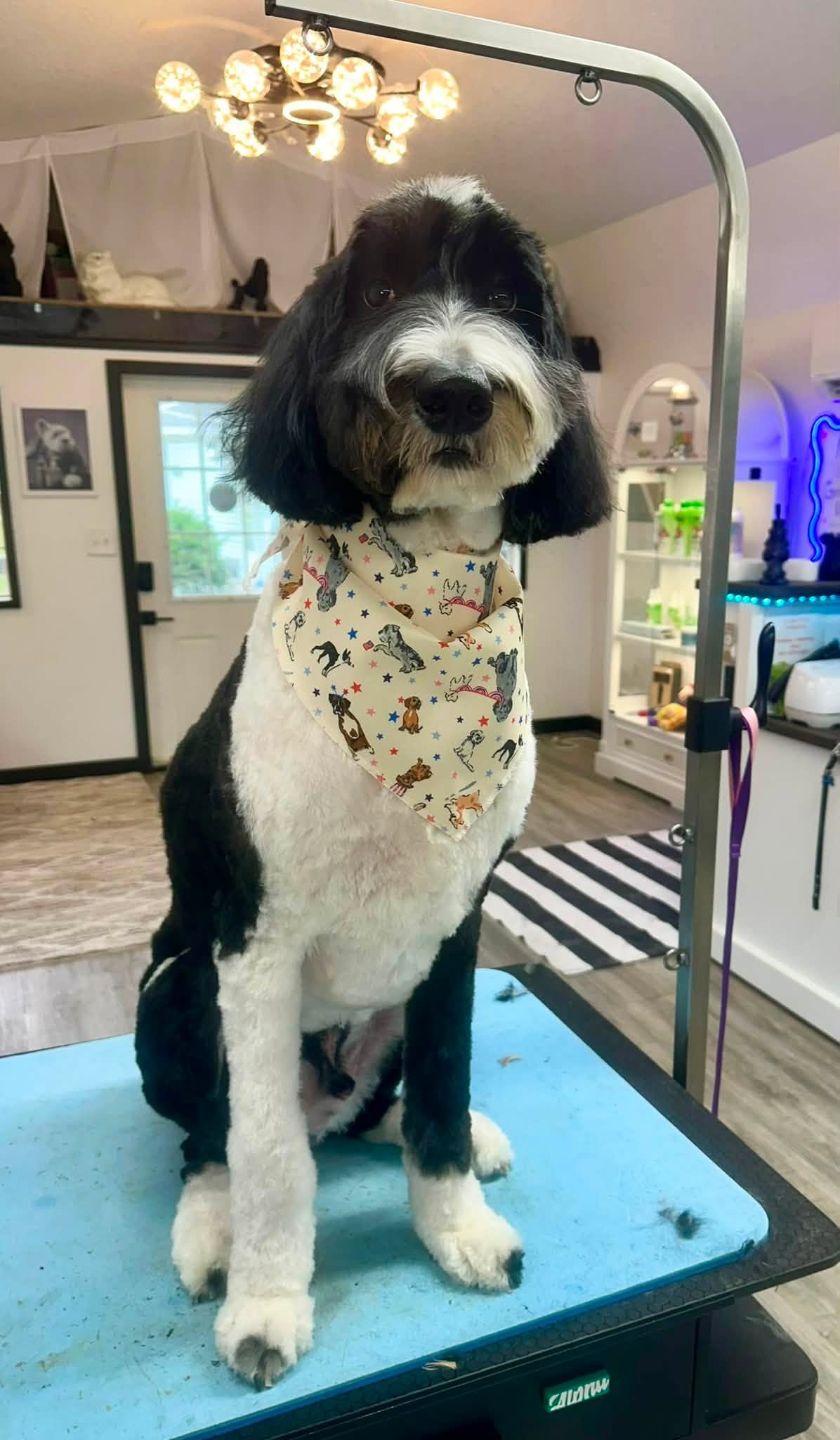 Golden retriever puppy wearing a teal My 1st Groom bow