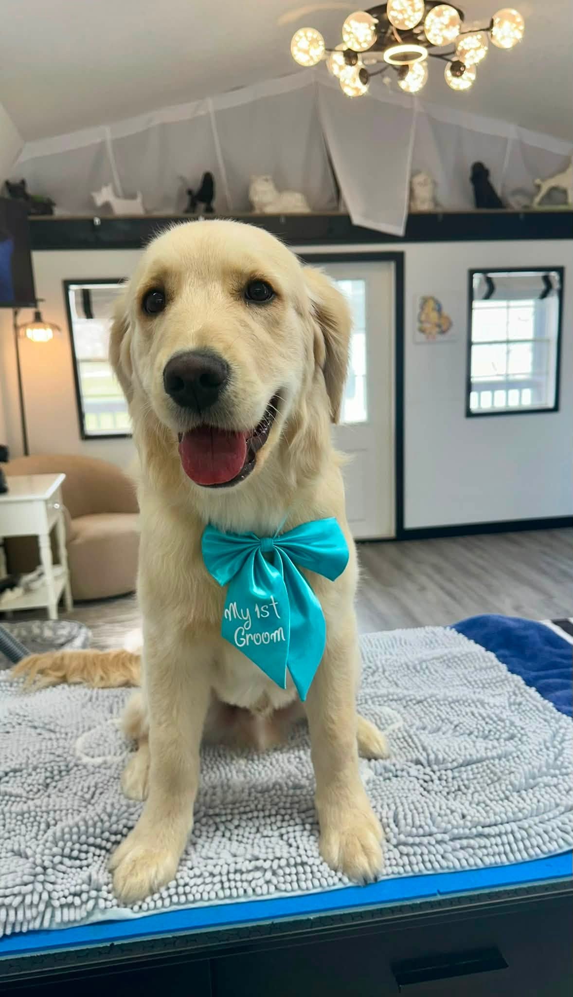 Freshly groomed Sheltie wearing a green bow tie