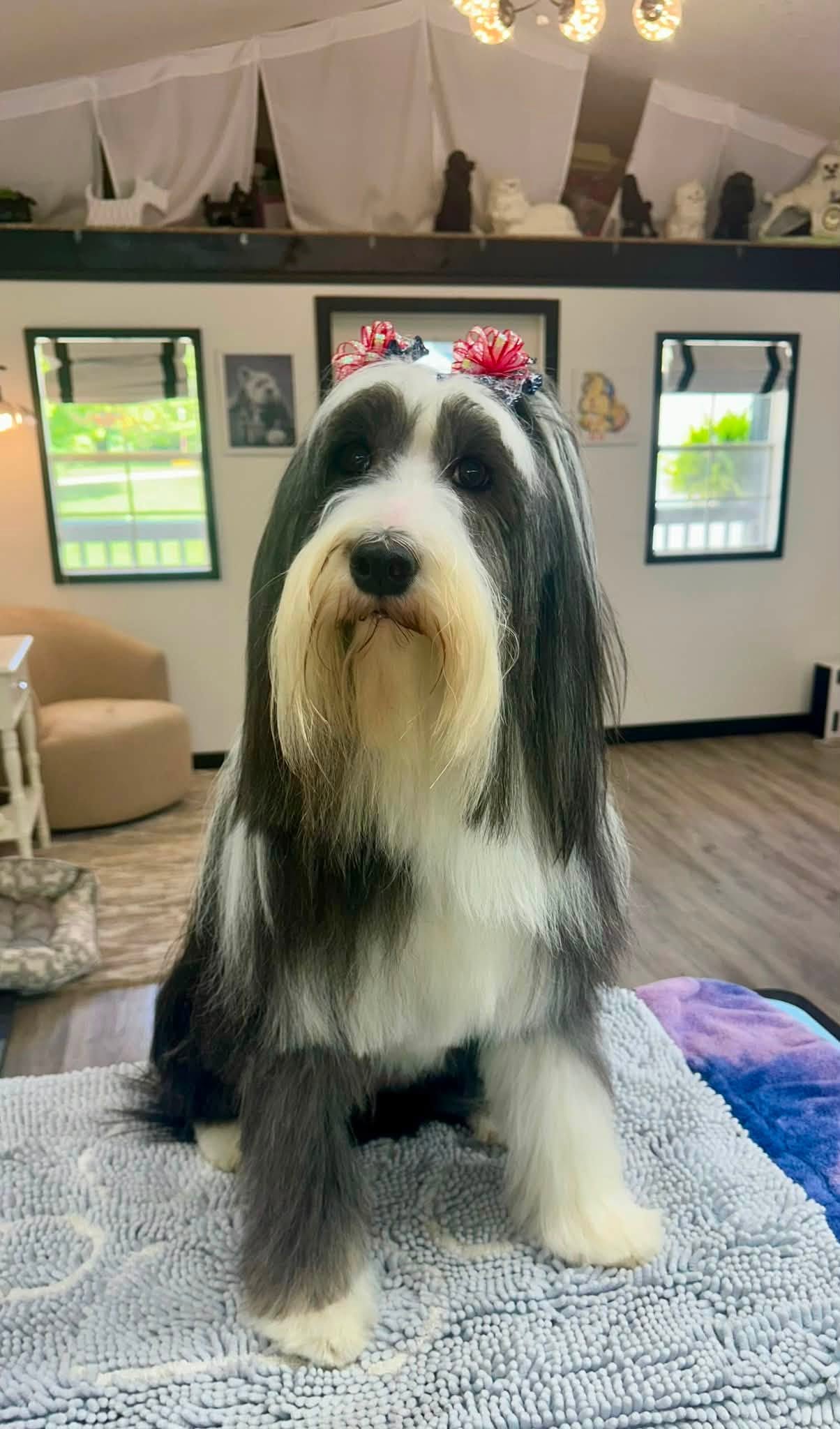 Freshly groomed sheepdog mix wearing red flower hair bows