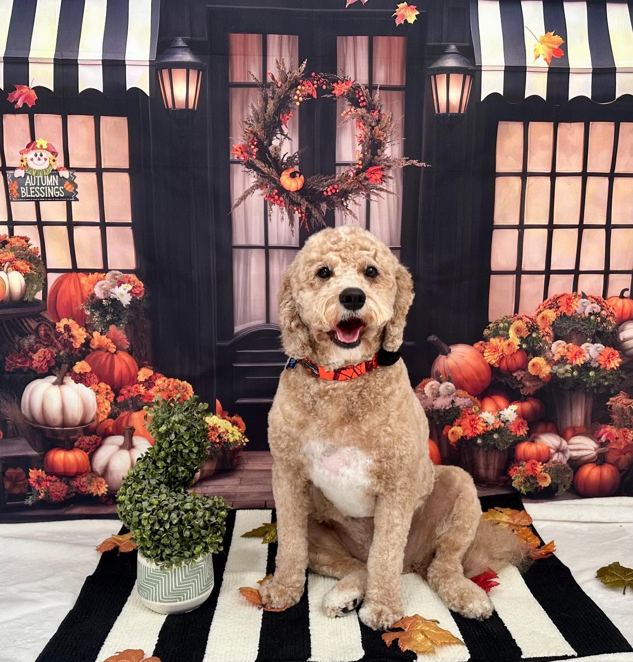 Freshly groomed goldendoodle sitting in front of an autumn storefront backdrop