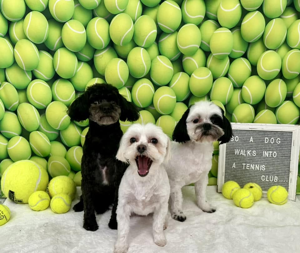 Three freshly groomed small dogs sitting in front of a tennis ball backdrop