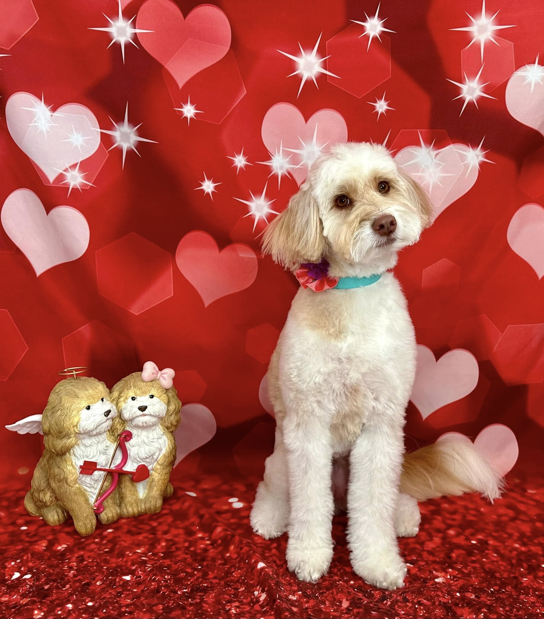 Freshly groomed doodle wearing a floral collar in front of a Valentine's Day backdrop